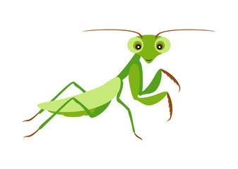 Funny cute mantis isolated on white background. Vector illustration of cartoon character in flat style.