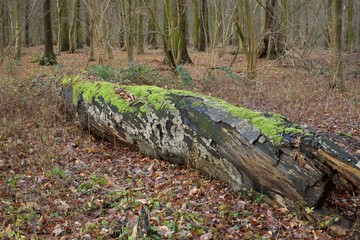 Forestry, the dead tree enables new life.