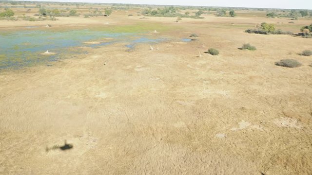 Wildlife aerial Okavango Delta Botswana Africa