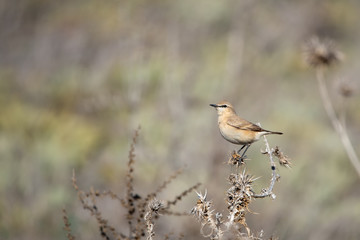 Boz kuyrukkakan » Isabelline Wheatear » Oenanthe isabellina