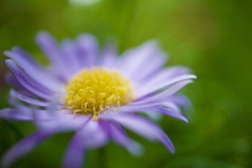Gänseblümchen