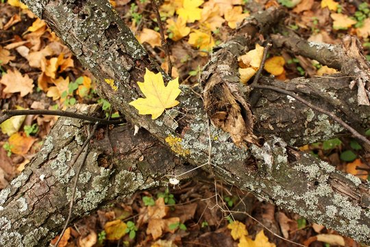 autumn in hte wood