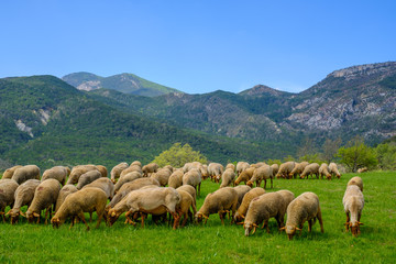 Troupeau de moutons sur pâture, Alpes de Haute Provence, Gorges du Verdon, France.	