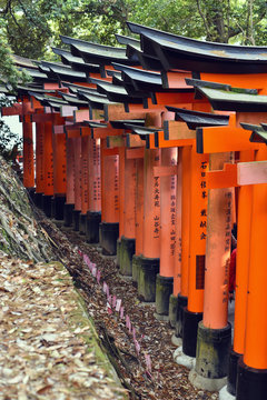 Rows of torii gates at Fushimi Inari Shrine