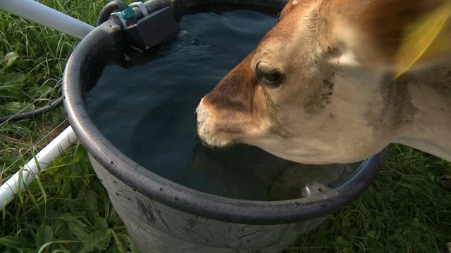 dairy cows drinking water