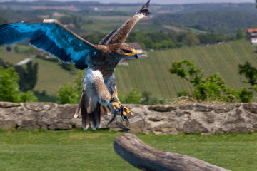 Landeanflug