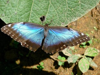 butterfly on a leaf
