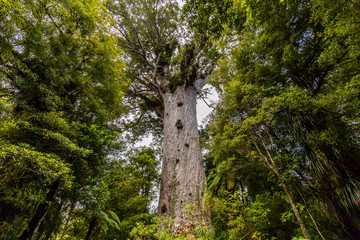 Tane Mahuta, the lord of the forest: the largest Kauri tree in Waipoua Kauri forest, New Zealand.