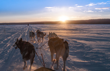 Winter dogs sunset on a frozen lake