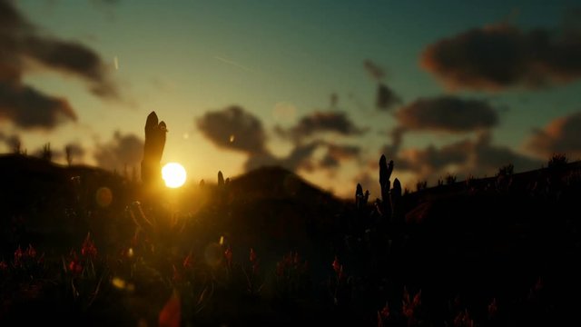 Saguaro Cactus in Desert against beautiful Sunset, zoom out