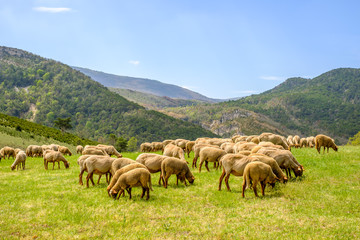 Troupeau de moutons sur pâture, Alpes de Haute Provence, Gorges du Verdon, France.	