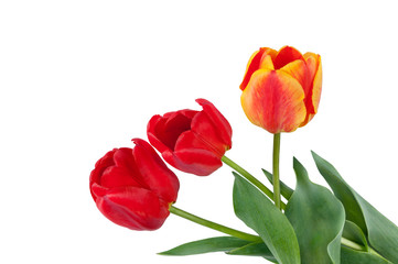 bouquet of yellow and red tulips with leaves on a white background