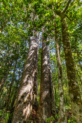 The Four Sisters, four tall Kauri trees standing close to each other in Waipoua Forest, New Zealand.