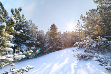 bright sun penetrating deep into the forest / nature forests of Ukraine winter landscape