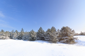 bright pre-holiday winter forest / nature forests of Ukraine winter landscape