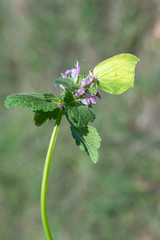 Pieridae / Orakkanat / / Gonepteryx rhamni