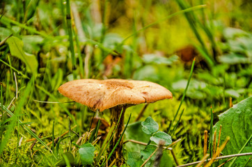 Little brown mushroom with flat pileus (cap) on a green uncultivated lawn