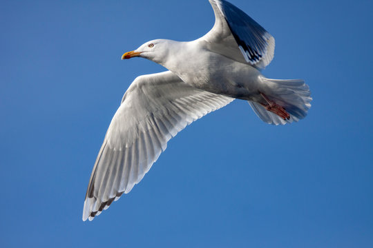 Hadsel Bilder Durchsuchen 267 Archivfotos, und Videos