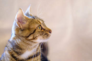 Portrait de profil de jolie chat tigré.	