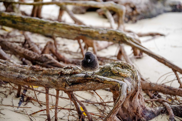 Galapagos Finch Geospiza fortis male perched on a branch in Santa Cruz, Galapagos Islands