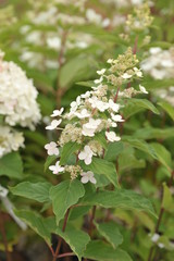 hydrangea paniculata tardiva