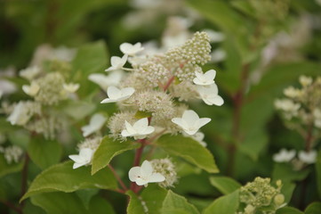 hydrangea paniculata tardiva