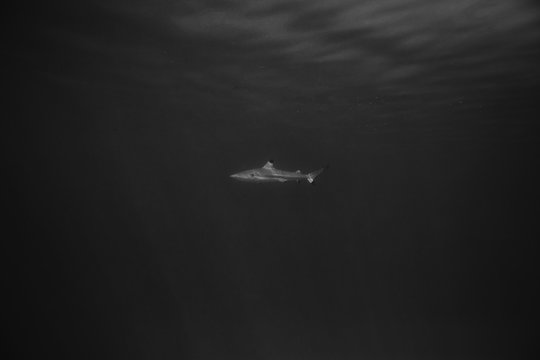 Shark swimming in sea