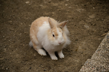 Piccolo coniglio