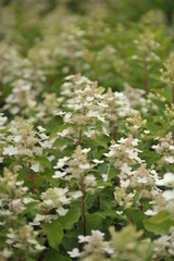 hydrangea paniculata tardiva