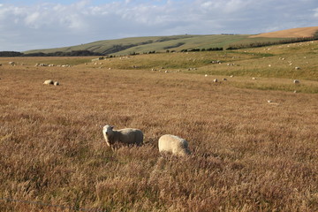 Fototapeta premium Sheep paradise