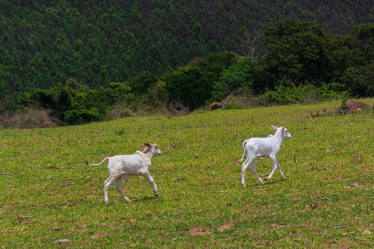 Bezerros IMG_0223