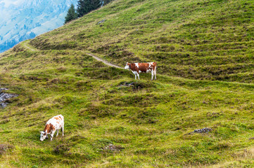 Murren mountains in Switzerland on a cloudy day