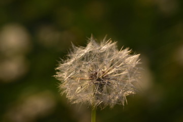 Nahaufnahme einer Pusteblume im Sonnenlicht
