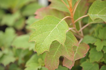 Hydrangea quercifolia Alice