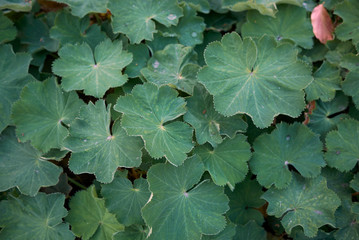 Alchemilla mollis