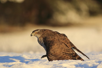 Northern goshawk (Accipiter gentilis)