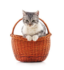 Kitten in a basket.