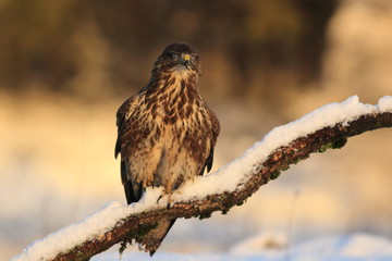 Common Buzard (Buteo Buteo) on snow
