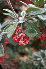 Cotoneaster lacteus