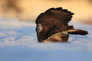 Common Buzard (Buteo Buteo) on snow
