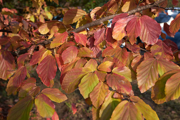 Parrotia persica