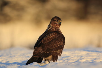 Common Buzard (Buteo Buteo) on snow