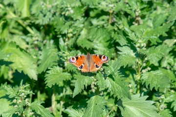 Nymphalidae / Tavus Kelebeği / / Inachis io