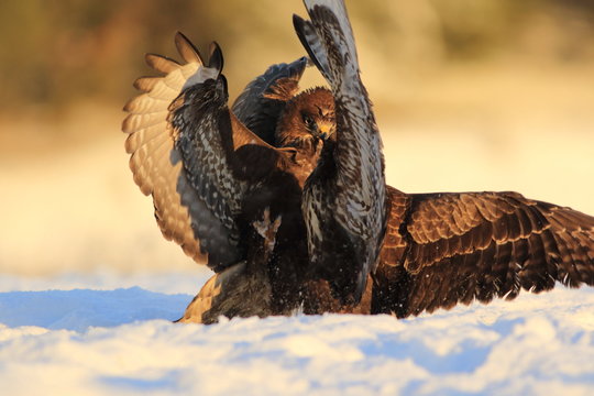 Common Buzard (Buteo Buteo) on snow