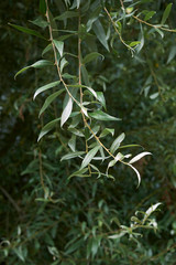 Salix alba