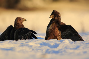 Common Buzard (Buteo Buteo) on snow