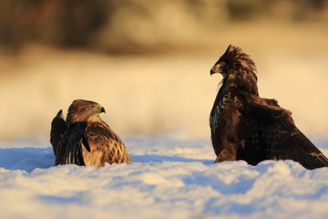 Common Buzard (Buteo Buteo) on snow