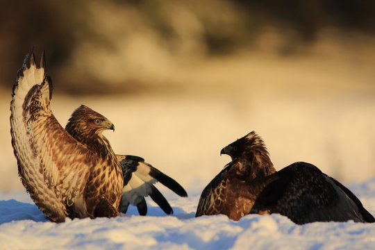 Common Buzard (Buteo Buteo) on snow