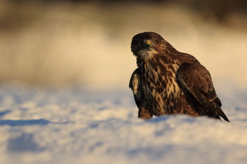 Common buzzard (Buteo buteo)