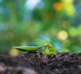 green mantis on a tree trunk